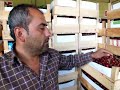 Click here to watch this video Günlük Ortalama 70 Ton Kiraz Yarı Fiyatına Satılıyor