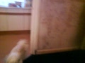 Shih tzu playing