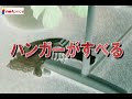 すべりにくいハンガー
