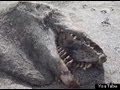 New Zealand Sea Monster Probably A... - YouTube