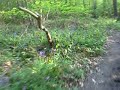 Spring Mountain Bike Ride - Kent