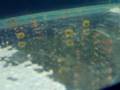 Guppy giving birth 3 
