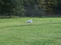 videos de Obedience Klasse 1 November 2008