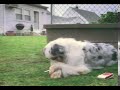 Dog on Acid