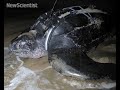Satellite tracking turtles reveals migration secrets Satellite tracking turtles reveals migration secrets