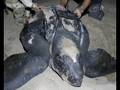 Satellite tracking turtles reveals migration secrets