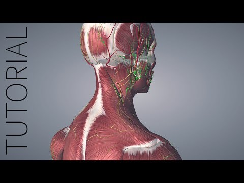 Zygote 3D Anatomy Atlas