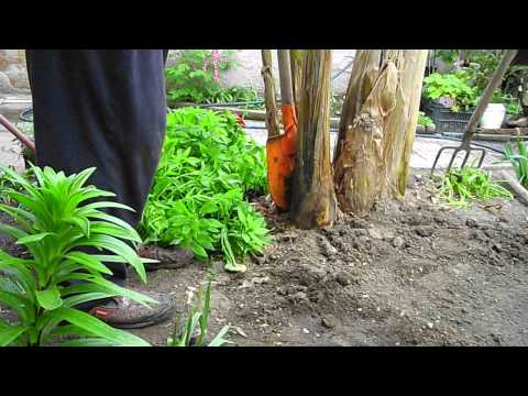 how to transplant banana plants
