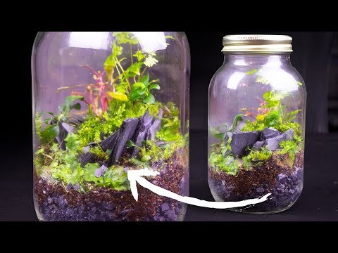 YouTube reptile video