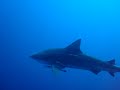 Zambizi Shark - Ponto do Oura