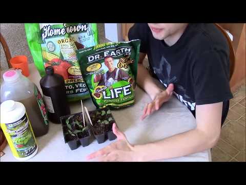 how to fertilize kiwi