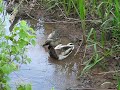 Mallards at RBG