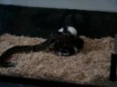 Stretch eating big small rat