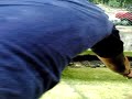 cocodrileros del cicea en accion (ujat)