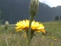 Flower DV Original Footage