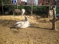 Leo rolling at the Donkey Sanctuary in Nerja, Spain
