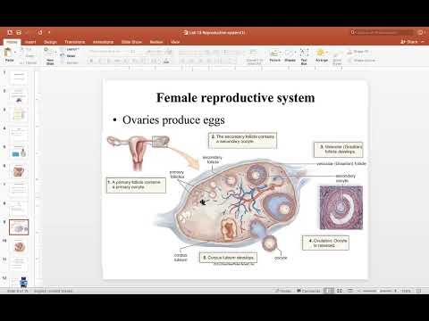 SCI 202 Chapter 28 Female Reproductive System Part 1