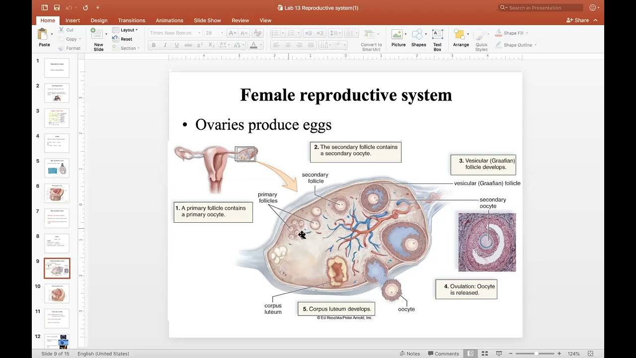 SCI 202 Chapter 28 Female Reproductive System Part 1