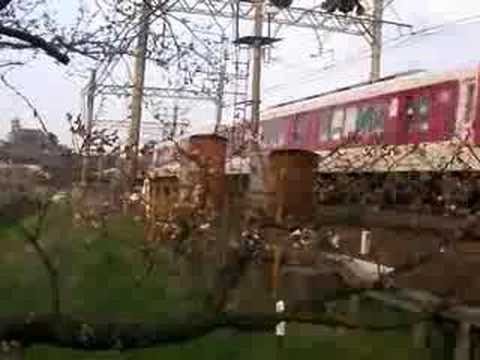近鉄電車と桜
