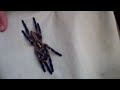 Click here to watch this video Huge P.metallica Molted 12.01.12 + Amazing Setup