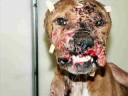 Stop Dog Fighting!!! Stop Dog Fighting!!!