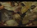 Gaboon Viper Feeding