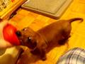 videos de Dachshund - Fetch
