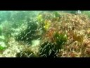 Buceo en Festiñazo