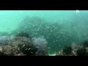 Buceo en Festiñazo Buceo en Festiñazo