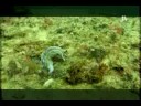 Buceo en Festiñazo