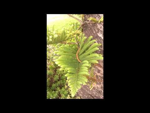 how to fertilize norfolk pine