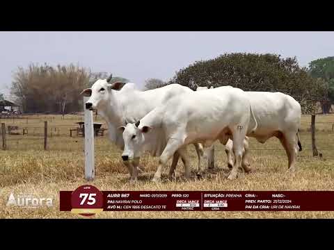 4� De Olho na Fazenda - NELORE AURORA participa��o Chico Paulic�ia