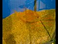 piranhalar.com