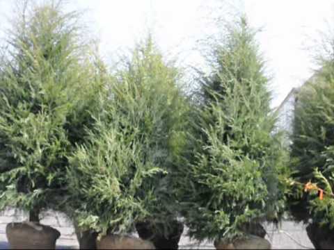 how to fertilize skip laurel