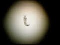 microorganisms under flower pots 1