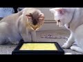 Cats love iPads too! Burmilla vs Burmilla Burmilla