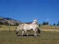 NFHR regostered grey dun Fjord gelding for sale