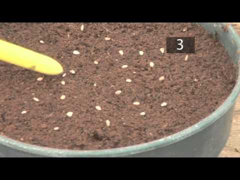 how to care for zinnias in pots