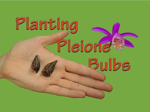 how to plant orchid bulbs