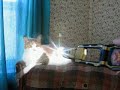 Maji Feline