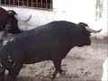 Toros Alberto Cozar