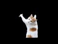 Star Wars Gangsta Rap Cat Style Star Wars Gangsta Rap Cat Style
