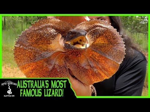 YouTube reptile video