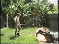 Gomek feeding