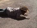 Zachariah & The Lobos Riders - Tucson Afternoon