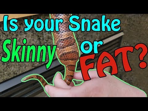 YouTube reptile video