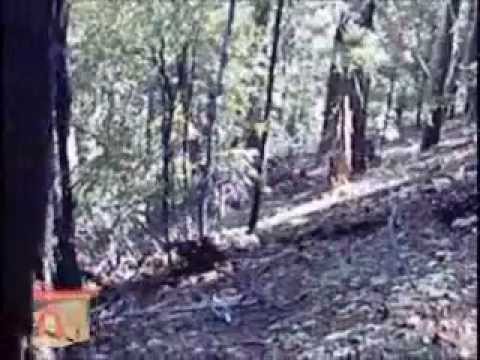 BMX BIKES TRICKS STUNTS CRASHES