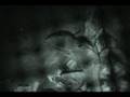 Basilisk Lizard Video - Pazuzu - Jebus Christ Lizard