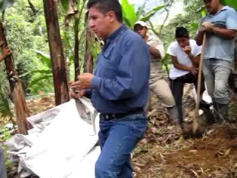 cultivo anturios - Estudiantes de la Institución Educativa Ospina Pérez del municipio de Ricaurte participando del proyecto educativo de producción de anturios.