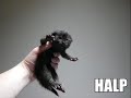 Funny Cat Photos